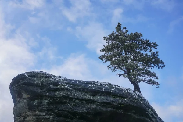 Träd Klippan Berg Natur — Stockfoto