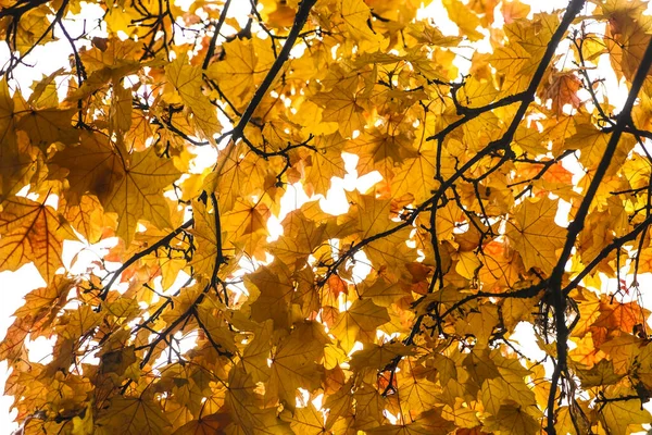 Folhagem Bordo Amarelo Contra Fundo Foco Raso Primeira Primavera Parte — Fotografia de Stock