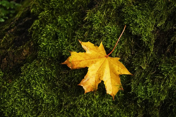 Een Esdoorn Blad Vallen Groen Mos Onder Het Zonlicht — Stockfoto