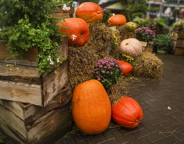 Grandes Citrouilles Sur Foin Humide Près Grandes Boîtes Bois — Photo