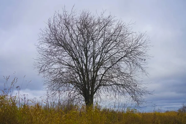 Ensam Bar Träd Ett Gult Fält Mot Blå Molnig Himmel — Stockfoto