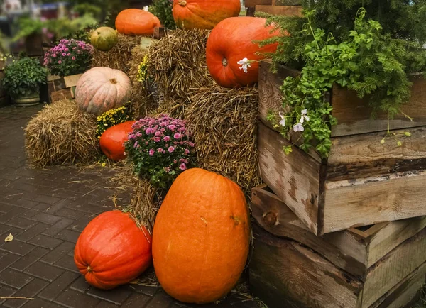 Grandes Citrouilles Sur Foin Humide Près Grandes Boîtes Bois — Photo