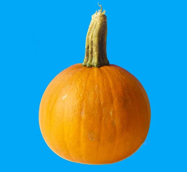 Orange Pumpa Blå Bakgrund Hel Grönsak — Stockfoto