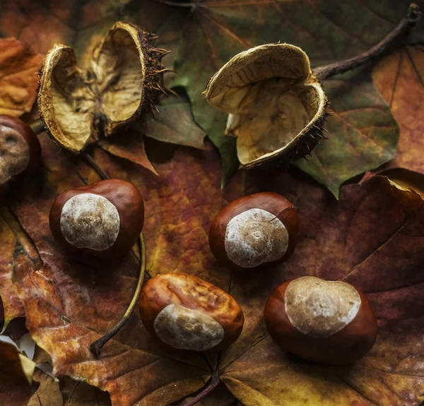 Осенний Фон Композиции Сушеные Каштаны Упали Листья — стоковое фото