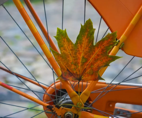 Pomarańczowe Koło Rowerowe Widok Boku Jeden Żółty Liść Jesienny Umieszczony — Zdjęcie stockowe