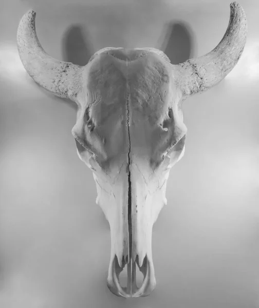 Crânio Bisonte Europeu Troféu Caça Isolado Sobre Fundo Branco Bison — Fotografia de Stock