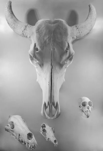 欧洲野牛头骨 狩猎奖杯孤立在白色背景 野牛野牛属 — 图库照片