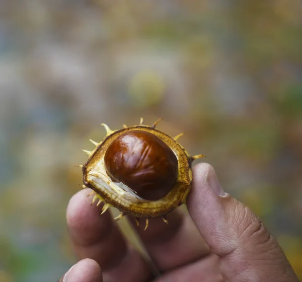 Uomo Che Tiene Mano Castagne Dopo Averle Raccolte Nella Foresta — Foto Stock