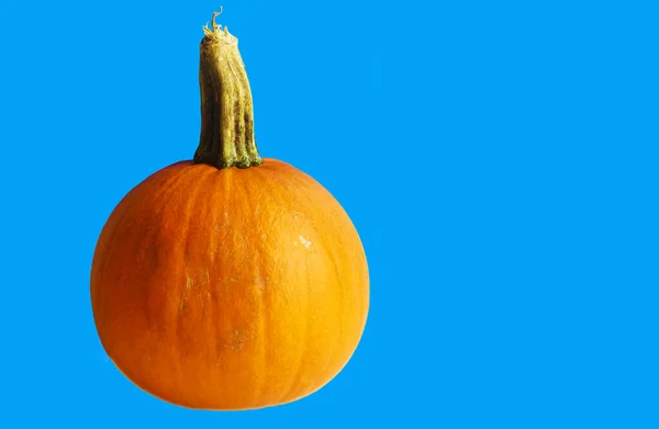 Calabaza Naranja Sobre Fondo Azul Una Verdura Entera — Foto de Stock