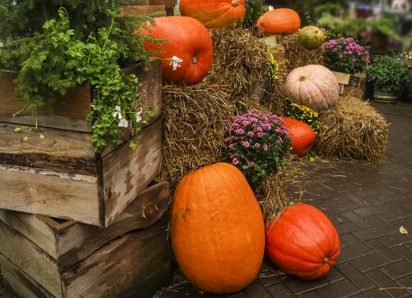 Grandes Citrouilles Sur Foin Humide Près Grandes Boîtes Bois — Photo