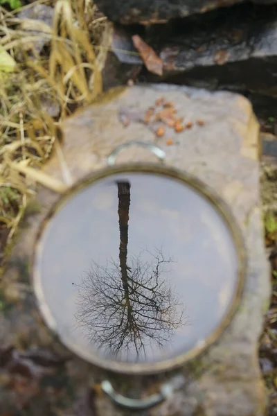 Odbicie Jednego Drzewa Powierzchni Wody Patelni Samotna Jesienna Brzoza Wody — Zdjęcie stockowe