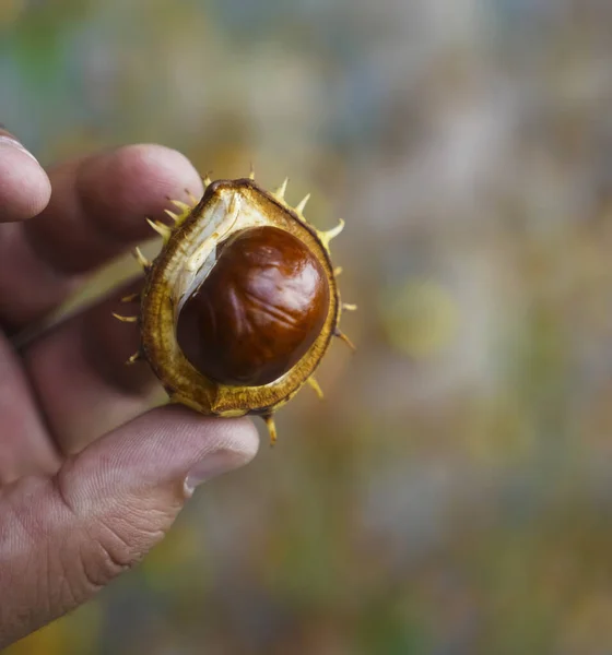 Uomo Che Tiene Mano Castagne Dopo Averle Raccolte Nella Foresta — Foto Stock