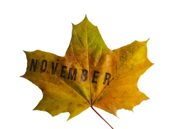 Gelbes Blatt Isoliert Auf Weißem Hintergrund Wort Monat November Auf — Stockfoto