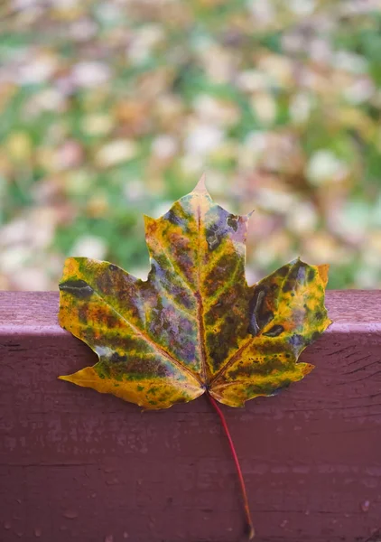 Outono no parque, folhas de carvalho, close-up, contra o fundo — Fotografia de Stock