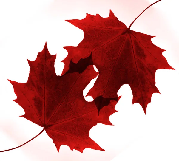 Two Red Maple Leaves Isolated White Background — Stock Photo, Image