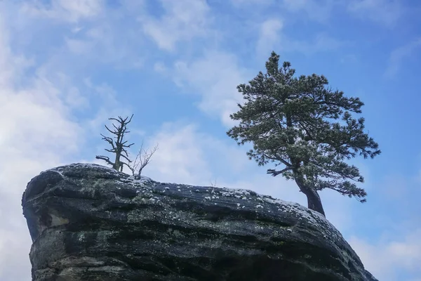 Baum Auf Dem Felsen Berg Natur — Stockfoto