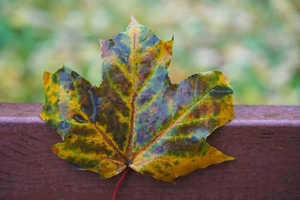 Otoño Parque Hoja Contra Fondo Una Tabla Marrón Banco Madera — Foto de Stock