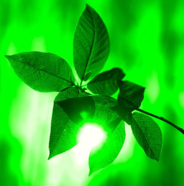  Genç yapraklar güneşli orman arkaplanı. Yaz mevsimi. Arka plan bulanık. seçici odak.