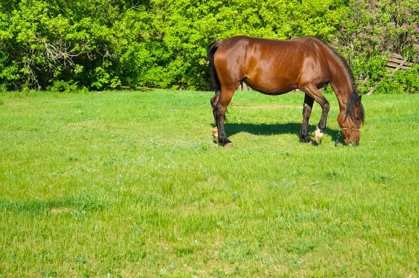 Belo Cavalo Baía Grávida Campo Pastagem Ensolarado Pastando Prado Fresco — Fotografia de Stock