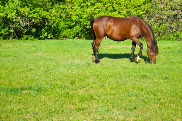 Belo Cavalo Baía Grávida Campo Pastagem Ensolarado Pastando Prado Fresco — Fotografia de Stock