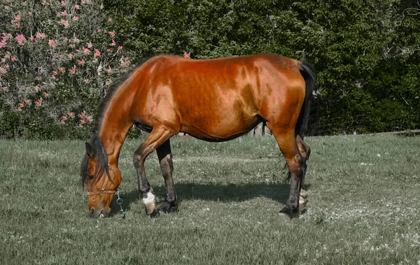 Belo Cavalo Baía Grávida Campo Pastagem Ensolarado Pastando Prado Fresco — Fotografia de Stock