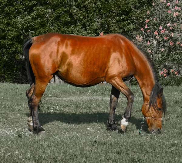 日当たりの良い牧草地フィールド放牧新鮮な牧草地で美しい妊娠中のベイホース 田舎の牧場で晴れた夏の日に緑の草を食べる大きな茶色の馬 自然の中で牧草地に豪華な強大な馬 — ストック写真