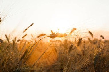sahada büyüyen altın buğday kulaklar 