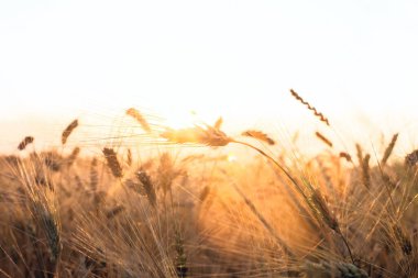 sahada büyüyen altın buğday kulaklar 