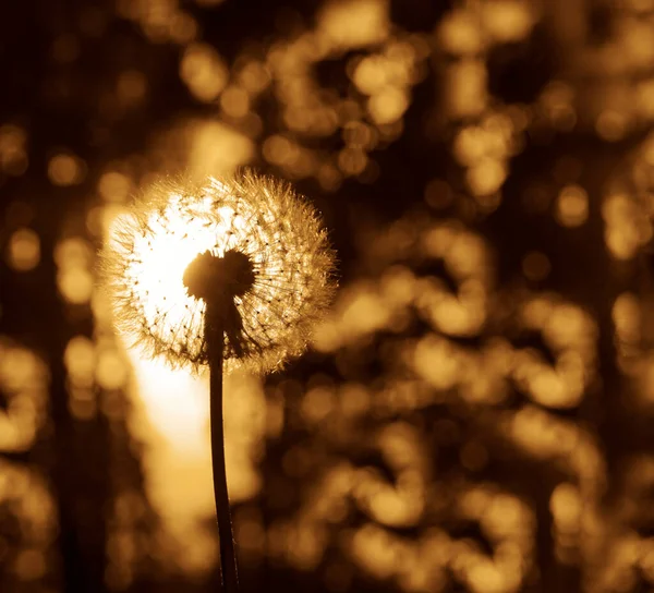 One Dandelion Flower Sunset Forest Background Springtime Season — Stock Photo, Image