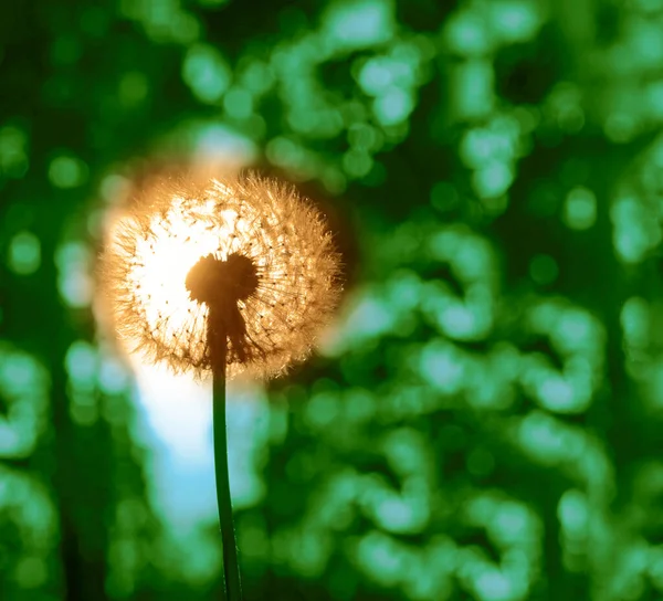 Uma Flor Dente Leão Fundo Floresta Por Sol Estação Primavera — Fotografia de Stock