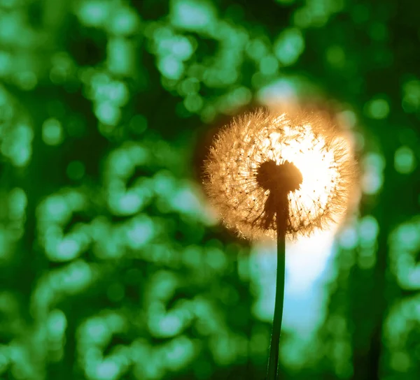 Uma Flor Dente Leão Fundo Floresta Por Sol Estação Primavera — Fotografia de Stock