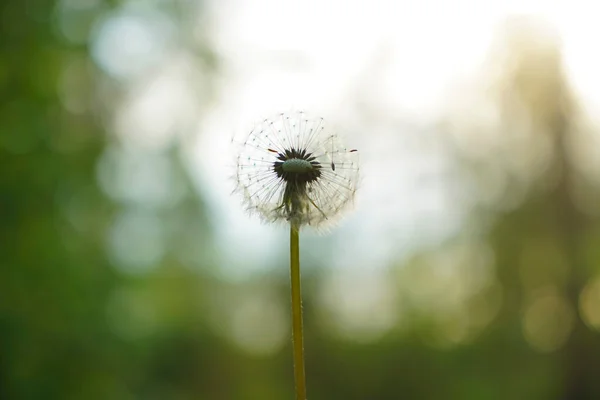 Una Flor Diente León Sobre Fondo Del Bosque Atardecer Temporada — Foto de Stock