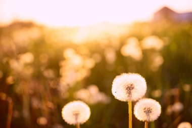 Yaz aylarında kabarık karahindiba tarlaları. Yeşil çimenli manzara 