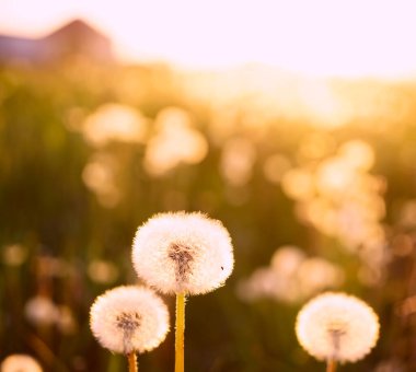 Yaz aylarında kabarık karahindiba tarlaları. Yeşil çimenli manzara 