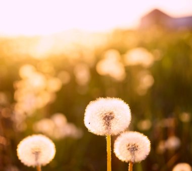 Yaz aylarında kabarık karahindiba tarlaları. Yeşil çimenli manzara 