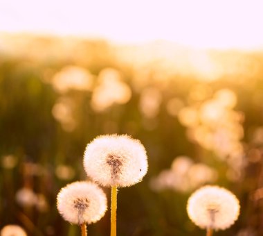 Baharda karahindiba çiçekleri, doğa. 