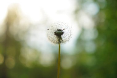 Sunset Ormanı arka planında bir karahindiba çiçeği. Bahar mevsimi.