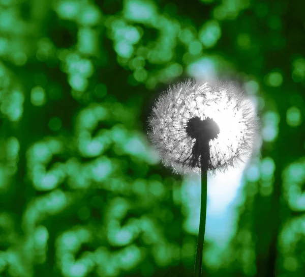 Uma Flor Bola Dente Leão Fundo Escuro Floresta Por Sol — Fotografia de Stock