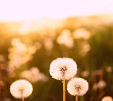 Baharda karahindiba çiçekleri, doğa. 