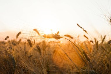 Buğday tarlasında altın gün batımı. Buğday kulaklarını kapat - tarlanın sığ derinliği.
