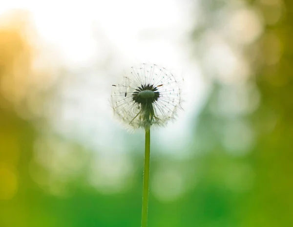 Maskros Blåsa Boll Blomma Solnedgången Skog Bakgrund Vårsäsongen — Stockfoto