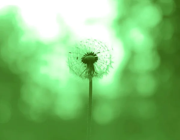 One Dandelion Blowball Flower Sunset Forest Background Springtime Season — Stock Photo, Image