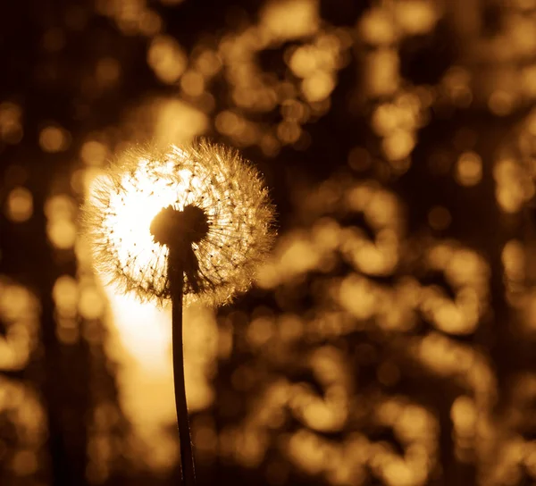 Eine Pusteblume Aus Löwenzahn Auf Dunklem Waldhintergrund Bei Sonnenuntergang Frühlingszeit — Stockfoto