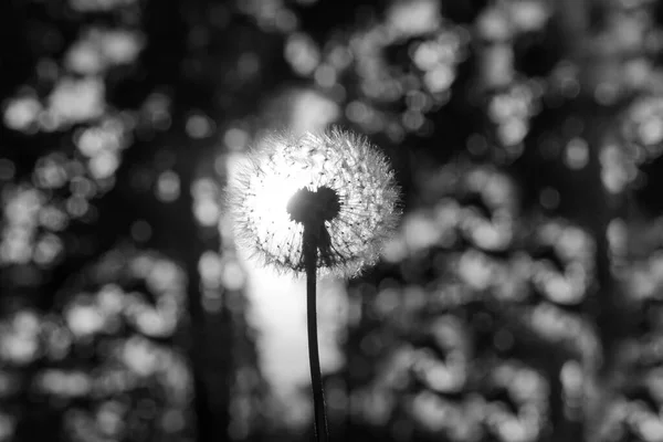 One Dandelion Blowball Flower Dark Sunset Forest Background Springtime Season — Stock Photo, Image