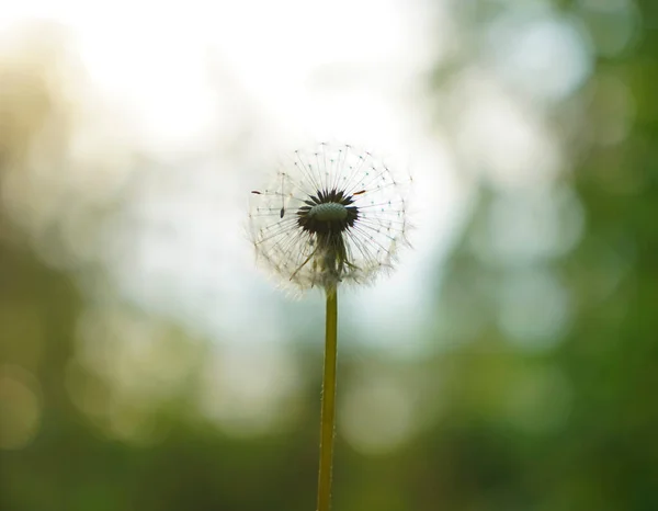 Maskros Blåsa Boll Blomma Solnedgången Skog Bakgrund Vårsäsongen — Stockfoto