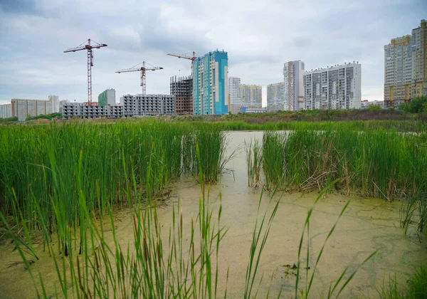 Riet Een Meer Residentiële Hoogbouw Water Van Het Platteland Wilde — Stockfoto