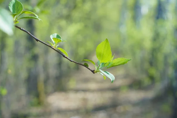 Fresh New Leaves Spring Branch Nature Springtime Morning Sunlight Natural — Stock Photo, Image