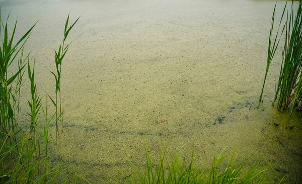 Göldeki Kamış Kırsal Kesimin Suyu Vahşi Doğa Yeşil Bataklık — Stok fotoğraf