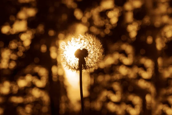 Une Fleur Boule Pissenlit Sur Fond Forêt Sombre Coucher Soleil — Photo