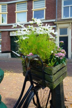 Avrupa caddesinde siyah boyalı bir bisikletin (bisiklet) bagajındaki eski ahşap kutuda çiçekler. Leiden, Netherboys.